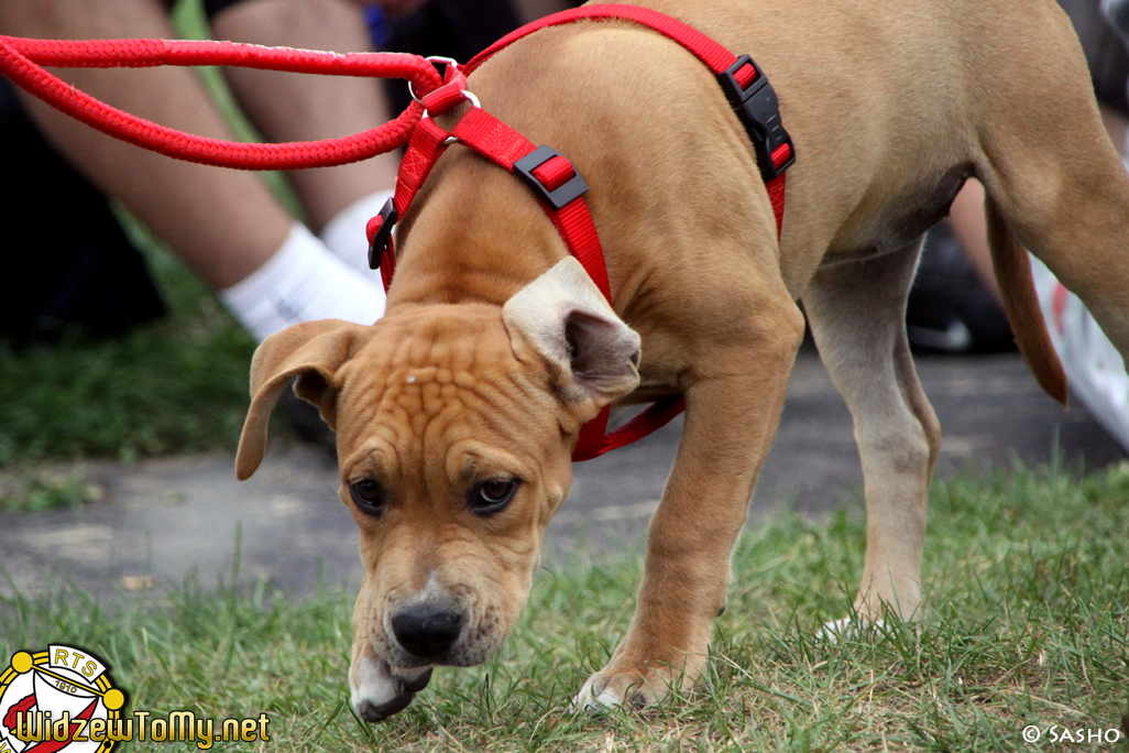 turniej_pikarski_kibicw_widzewa_20120909_1188924709